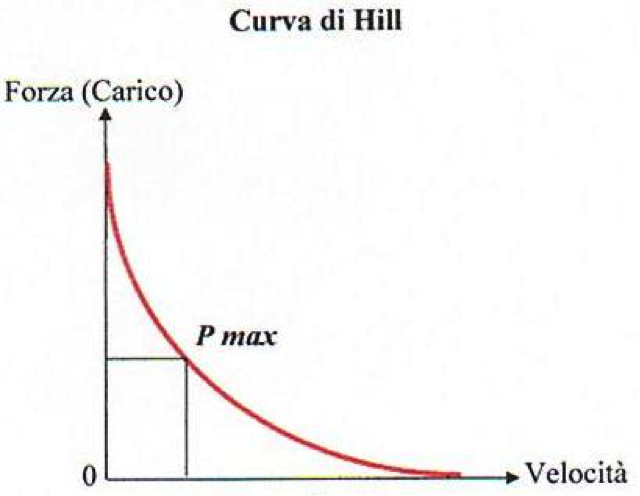 Curva di hill
