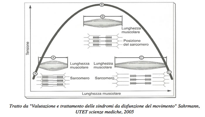 diagramma forza lunghezza